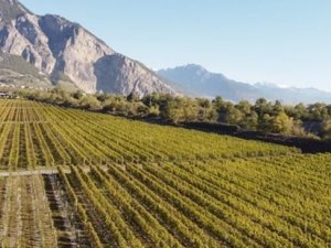 vignes